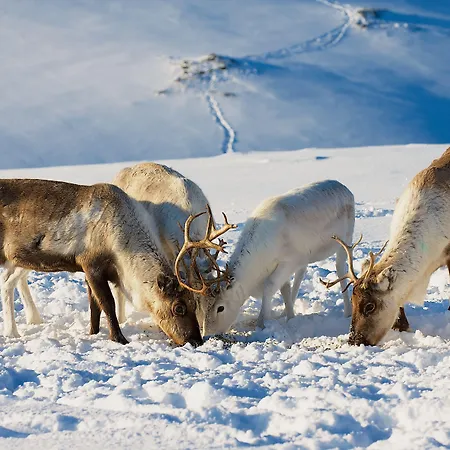 Smarthotel 3* Tromsø