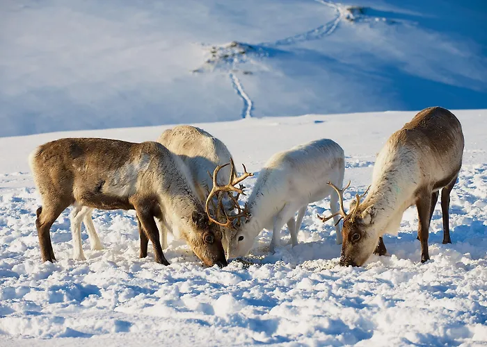 Smarthotel 3* Tromsø